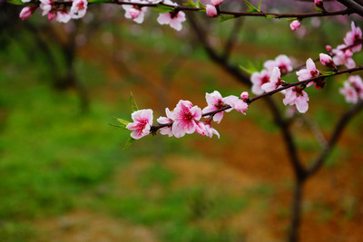 桃花山庄