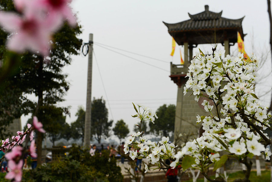 "忽如一夜春风来 千树万树梨花开"大林镇梨花开了