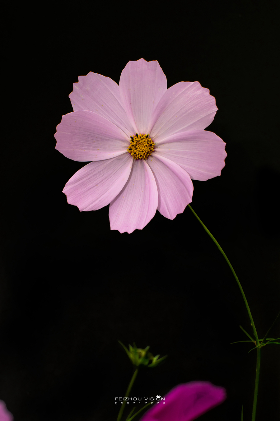 春田花花,格桑花