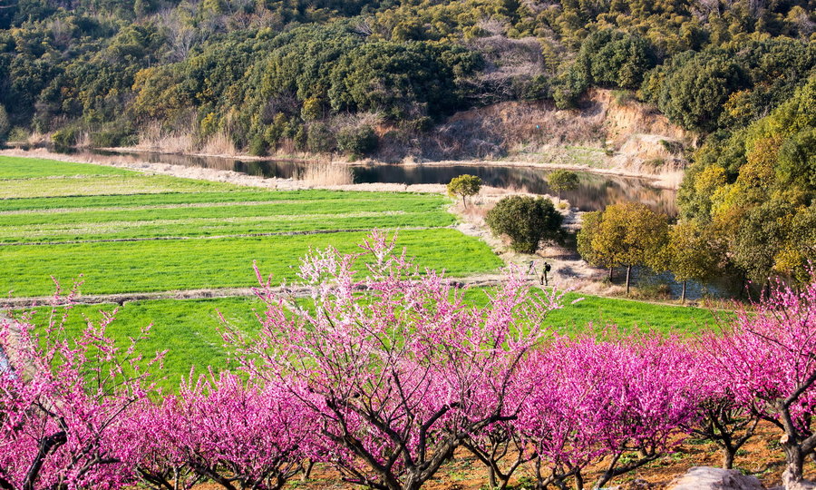 【张家港香山风景区,新晋的AAAA景区的梅花风