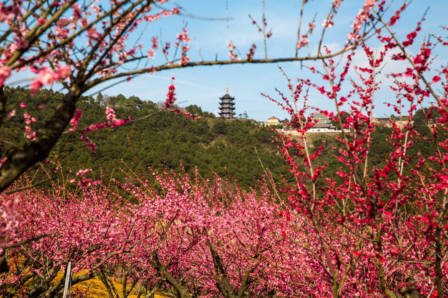 【张家港香山风景区,新晋的AAAA景区的梅花风