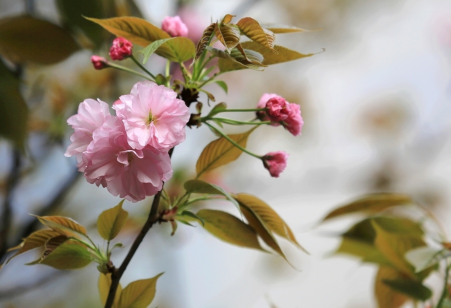 小园新种红樱树,闲绕花枝便当游.