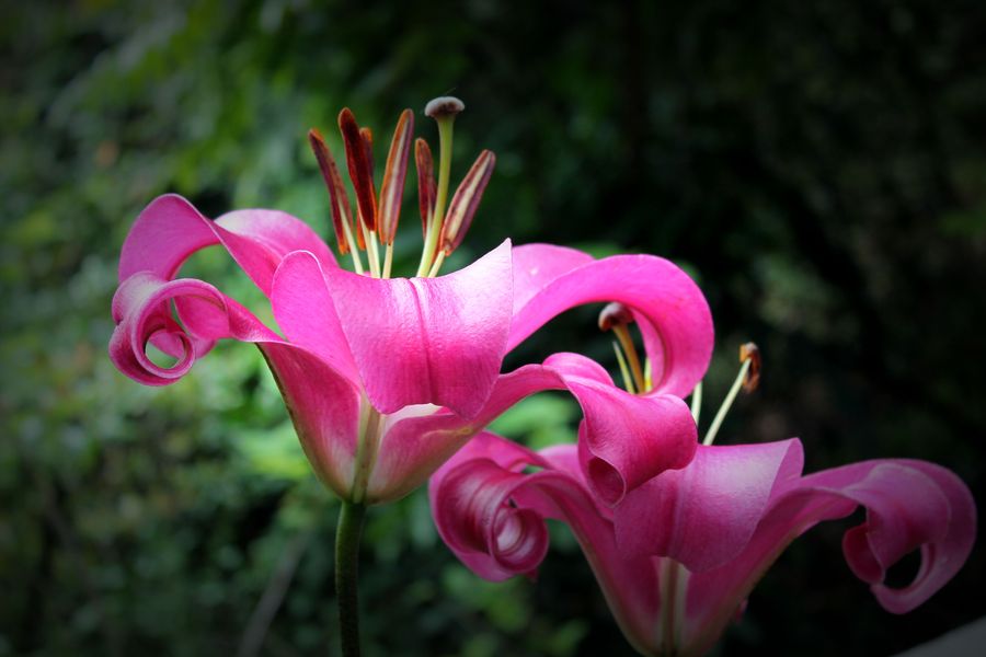 【百合花摄影图片】生态摄影_太平洋电脑网摄影部落