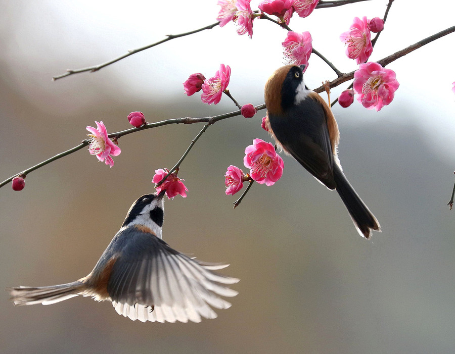 花儿与小鸟