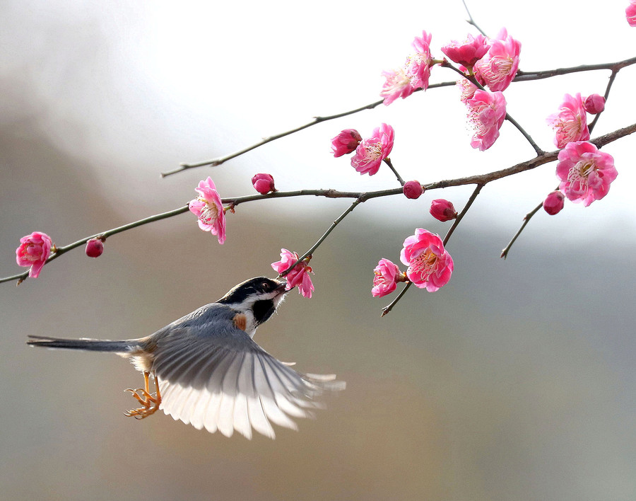 花儿与小鸟