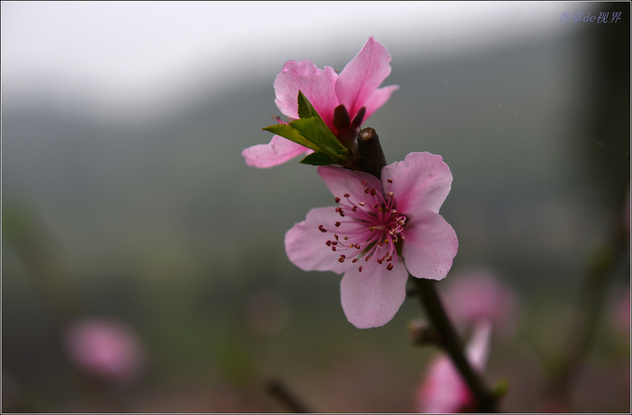 桃花带雨