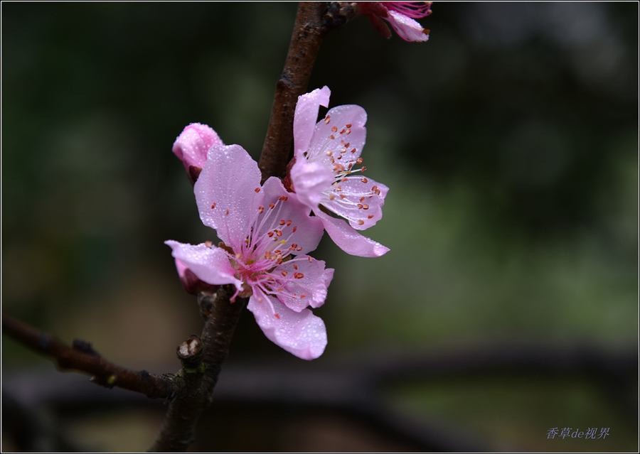 桃花带雨