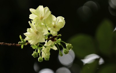 二月草菲菲,山樱花未稀。_动植物与微距论坛