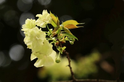 二月草菲菲,山樱花未稀。