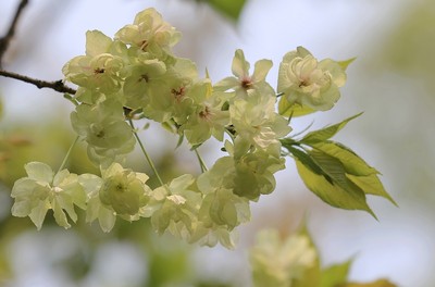 二月草菲菲,山樱花未稀。