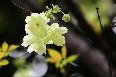 二月草菲菲,山樱花未稀。