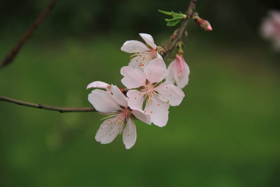 樱花 桃花 梅花 4.0