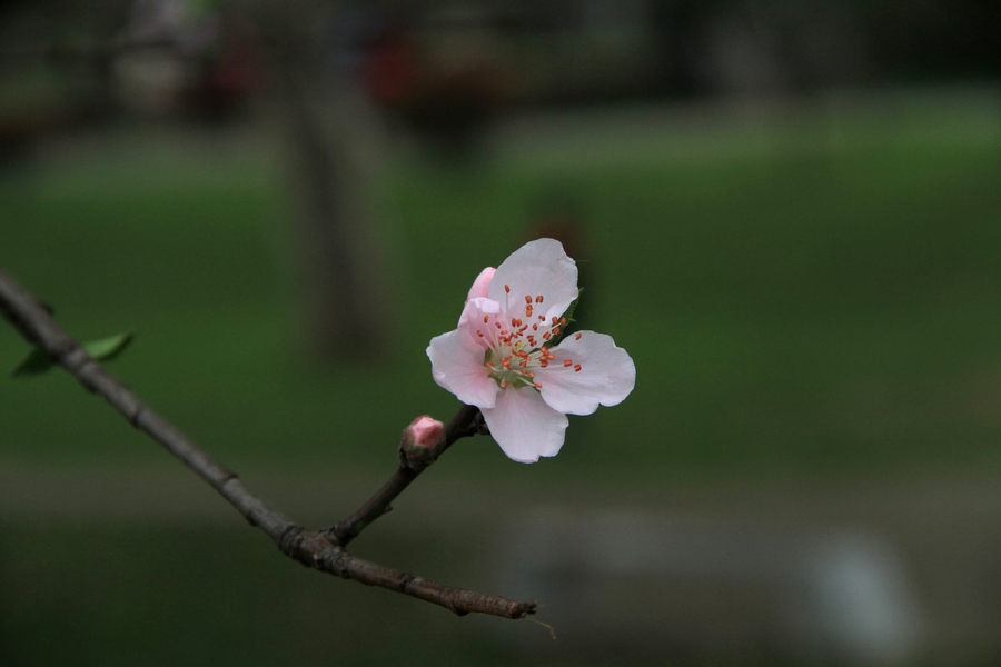 樱花 桃花 梅花 4.0