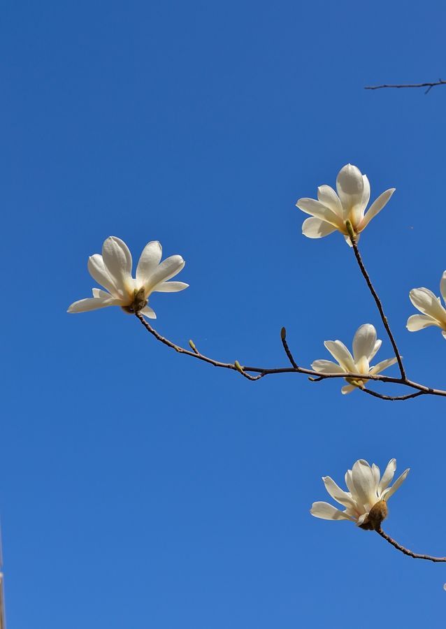 春天我们这里最早开的花