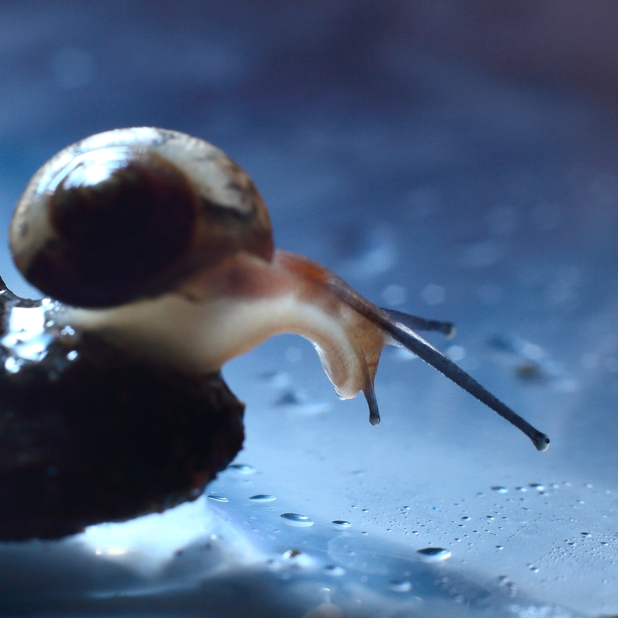 【自制简易摄影棚拍微距--蜗牛狂想曲摄影图片