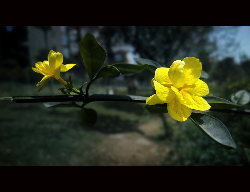 =============春色归来---迎春花. (共p)