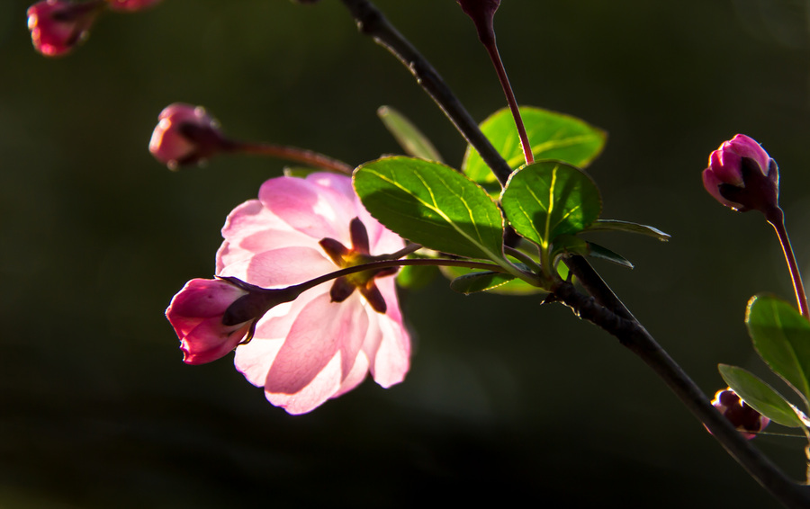 【森林公园春天的花朵摄影图片】生态摄影