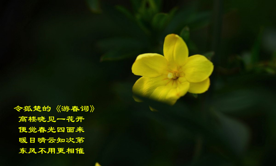 迎春花