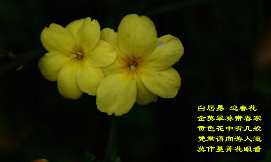 迎春花