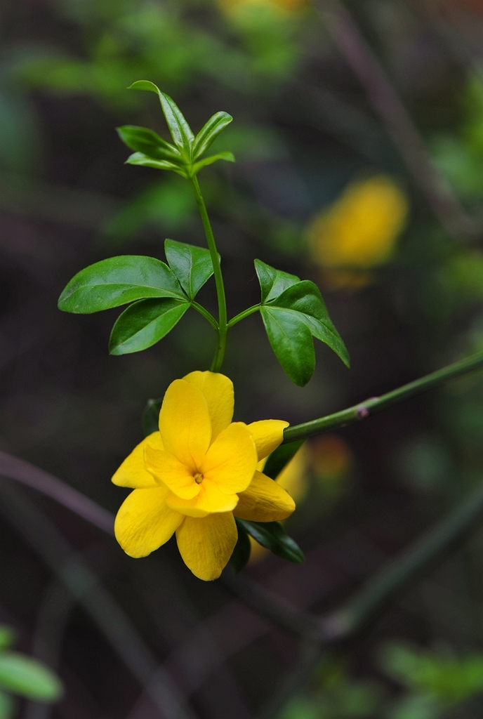 小区里的迎春花 (共p)