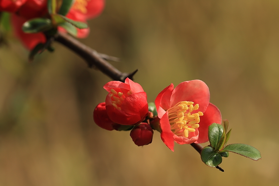 【春天花会开---海棠花1摄影图片】生态摄影