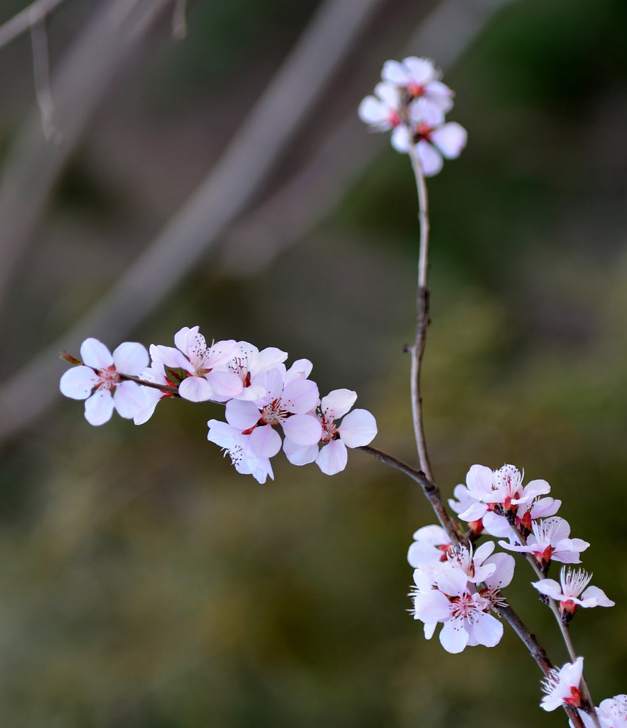 春天来了,花儿开了.