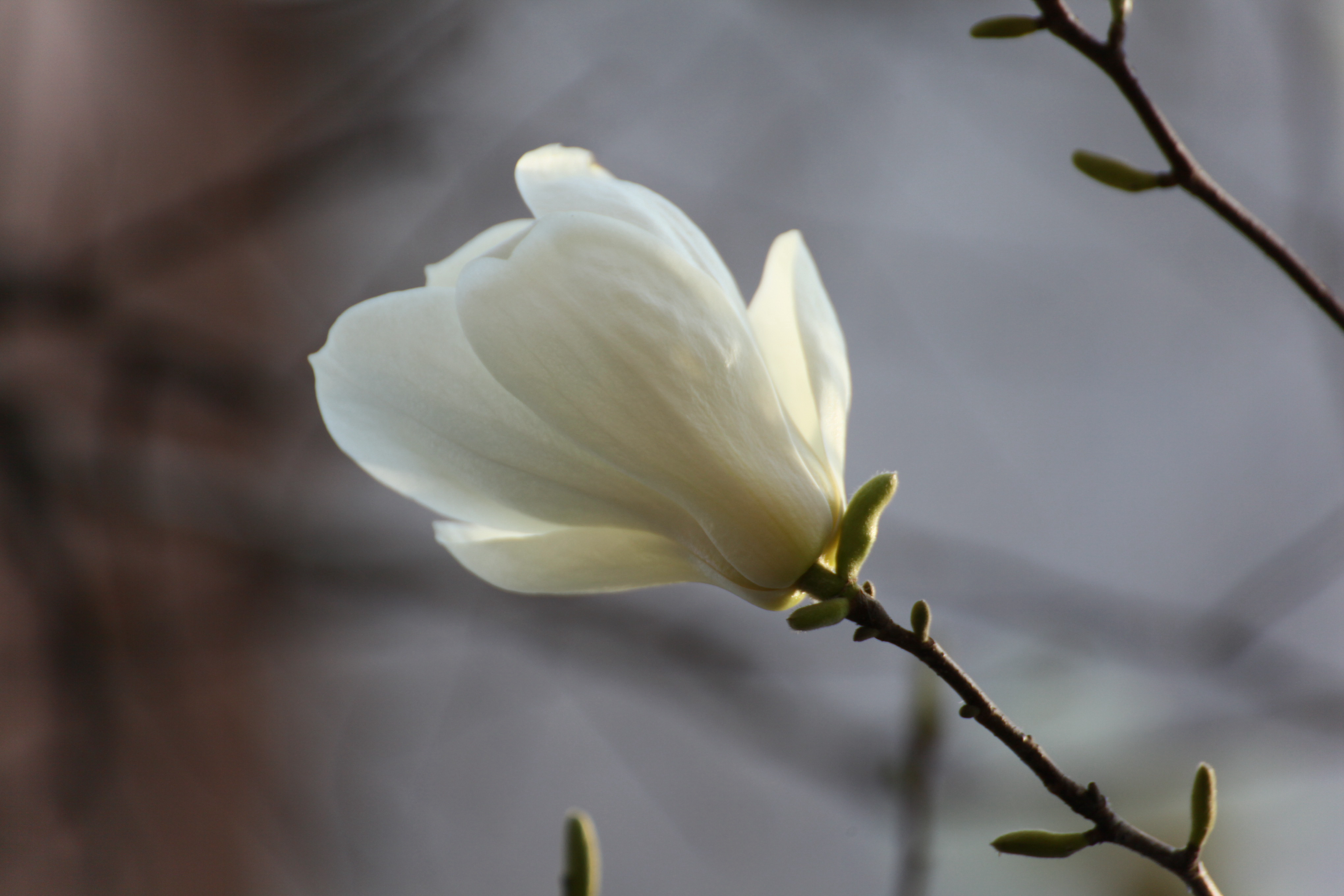 玉兰花开