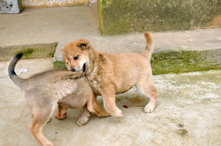 小狗打斗