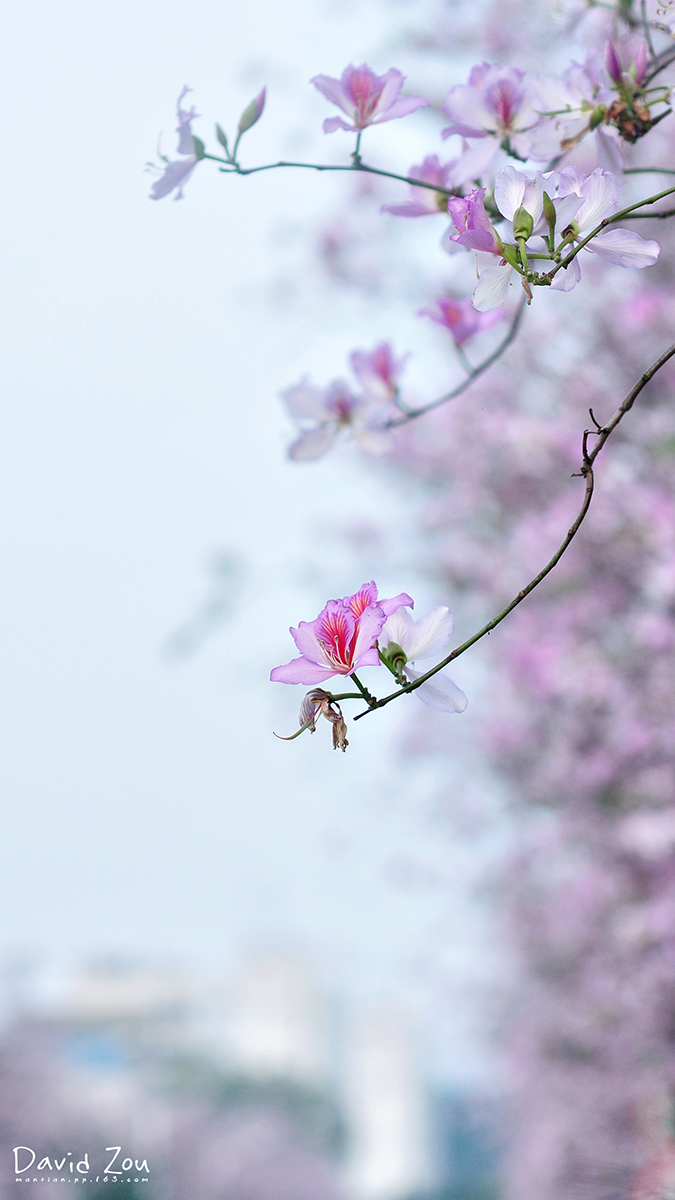 华农三月,花开季