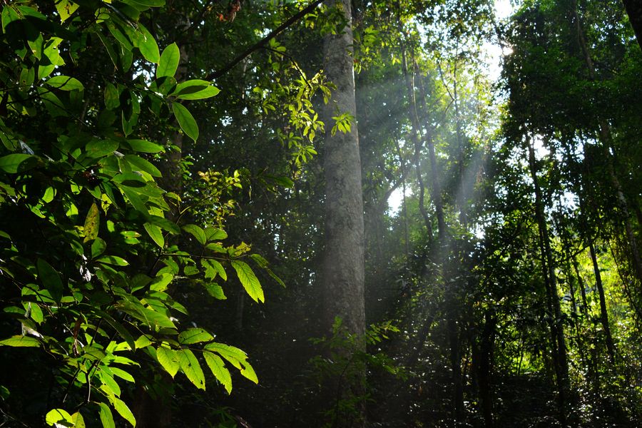 【原始森林里的阳光摄影图片】生态摄影_太平洋电脑网摄影部落