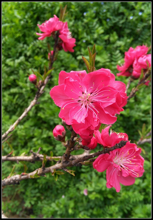 手机拍桃花