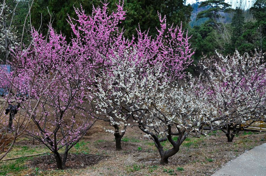 颐和园的梅花谷 (共 17 p)
