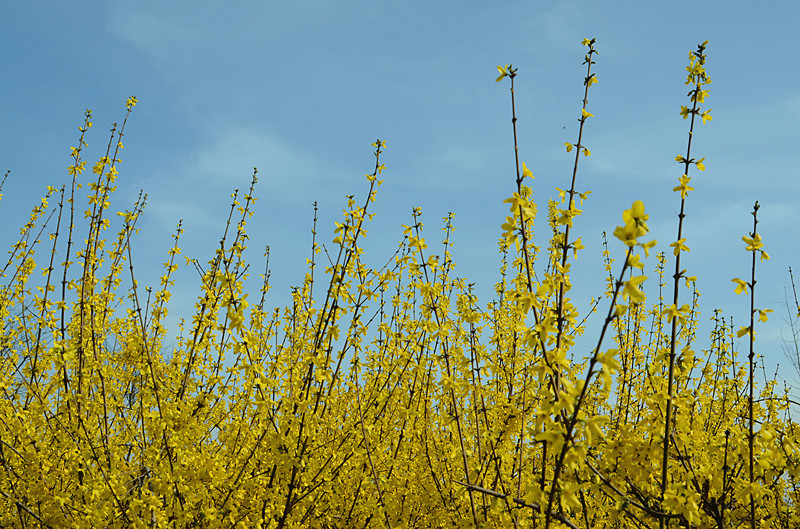 小区春花