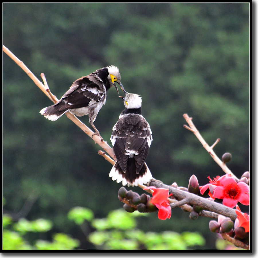【黑领椋鸟的春天摄影图片】生态摄影