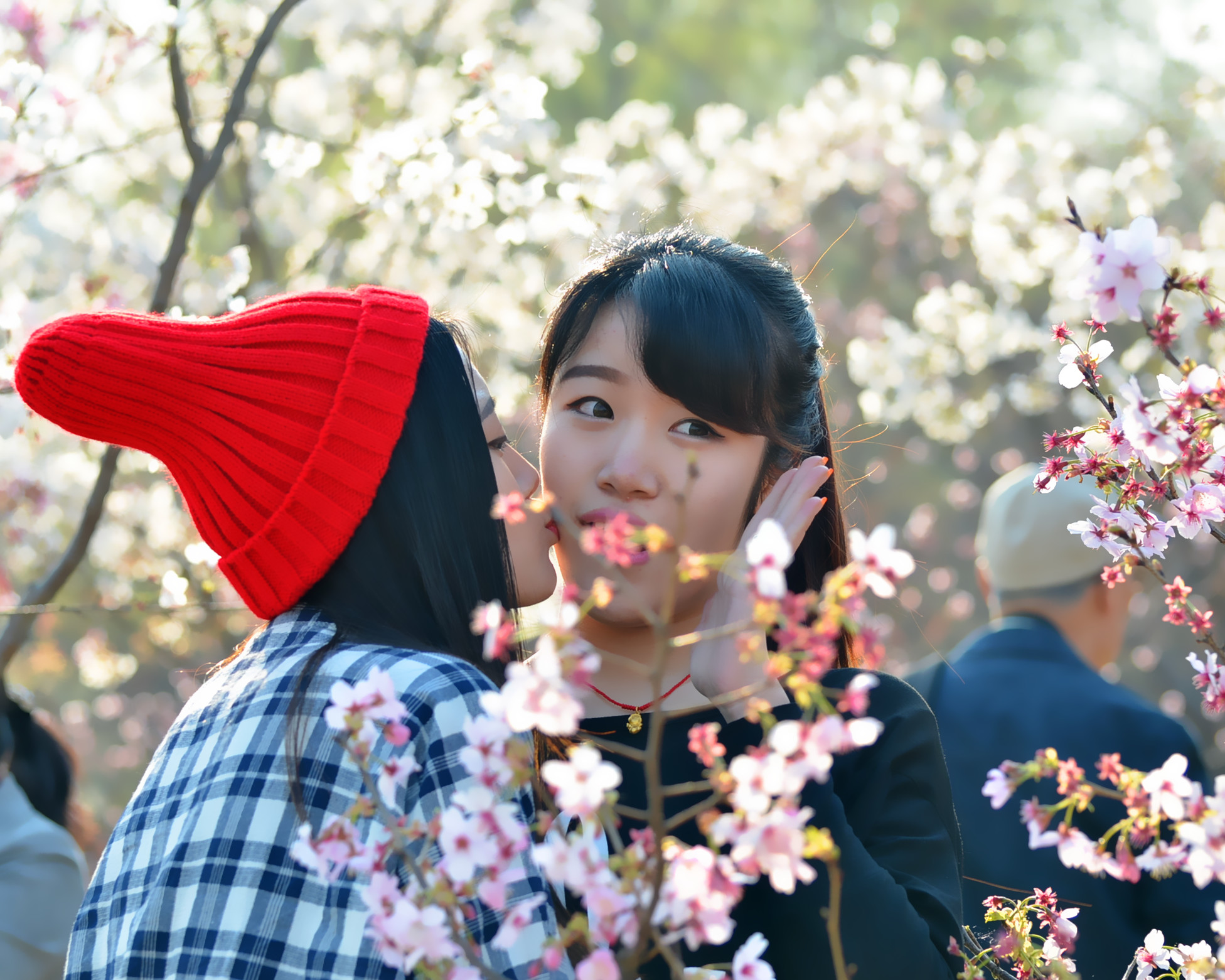 樱花与美女