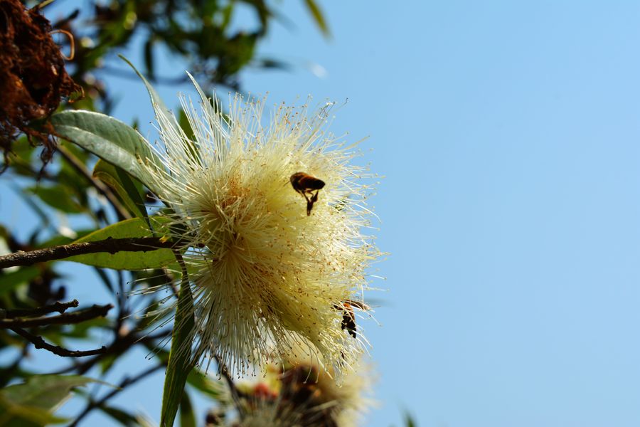 【水边蒲桃摄影图片】生态摄影