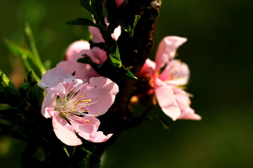 结桃子的花