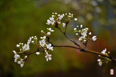 雨中梨花