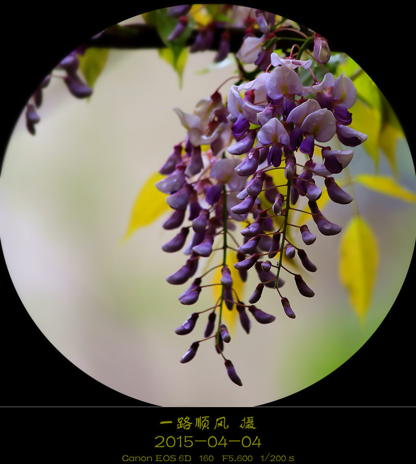 紫縢花