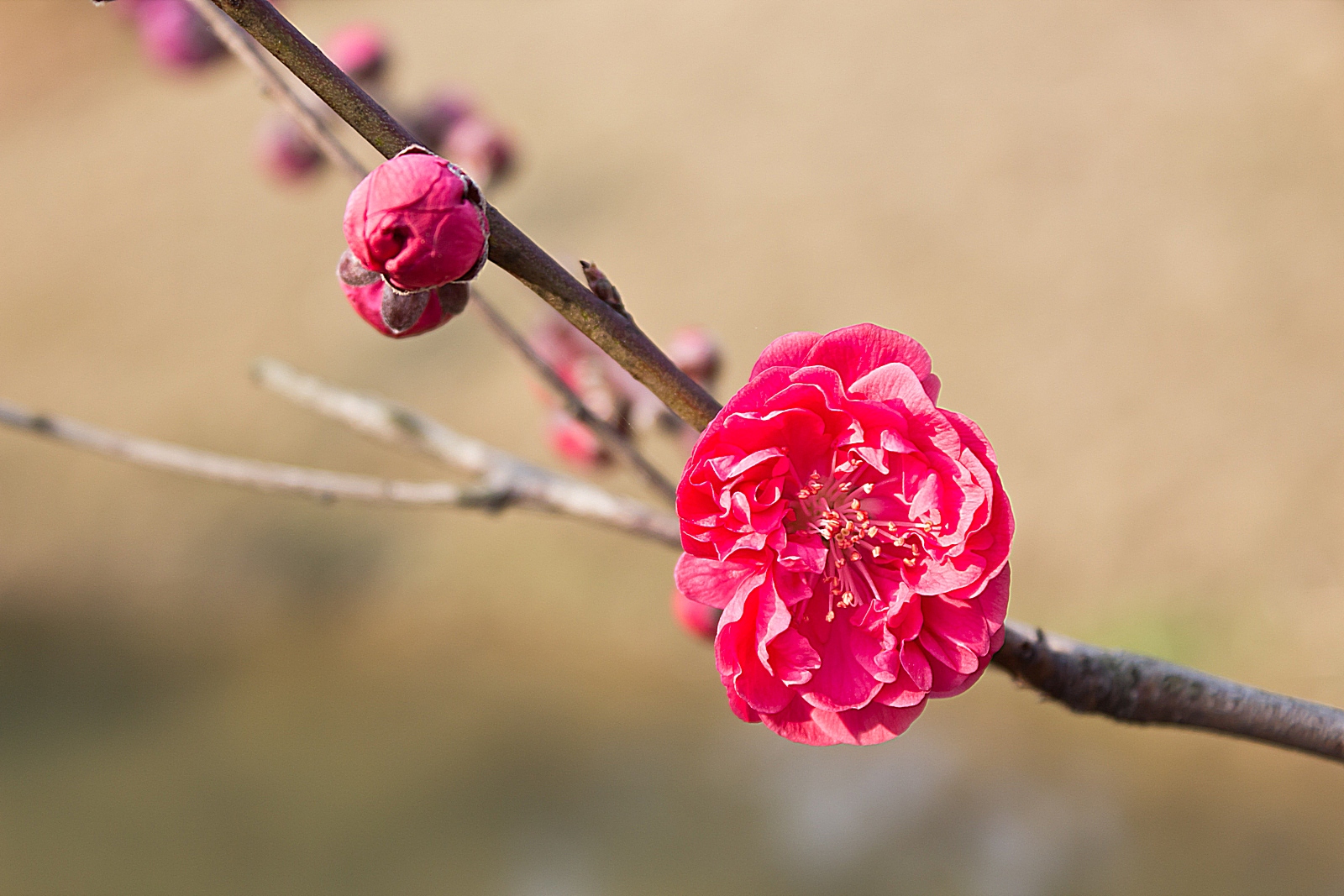 三月桃花红艳艳