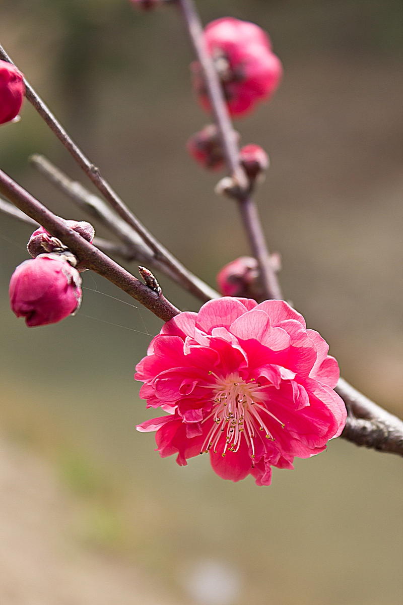 三月桃花红艳艳