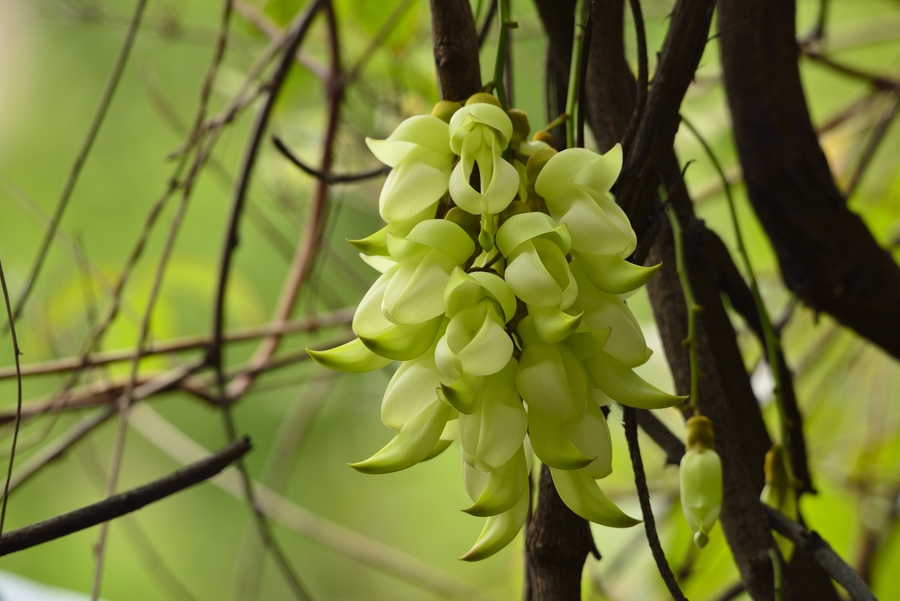 禾雀花