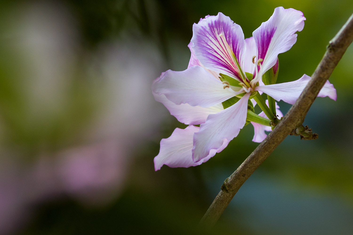 紫荆花