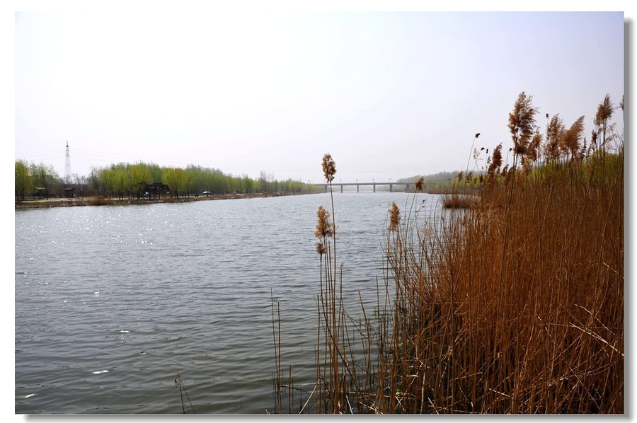 【德州减河湿地公园之春(2)摄影图片】风光摄