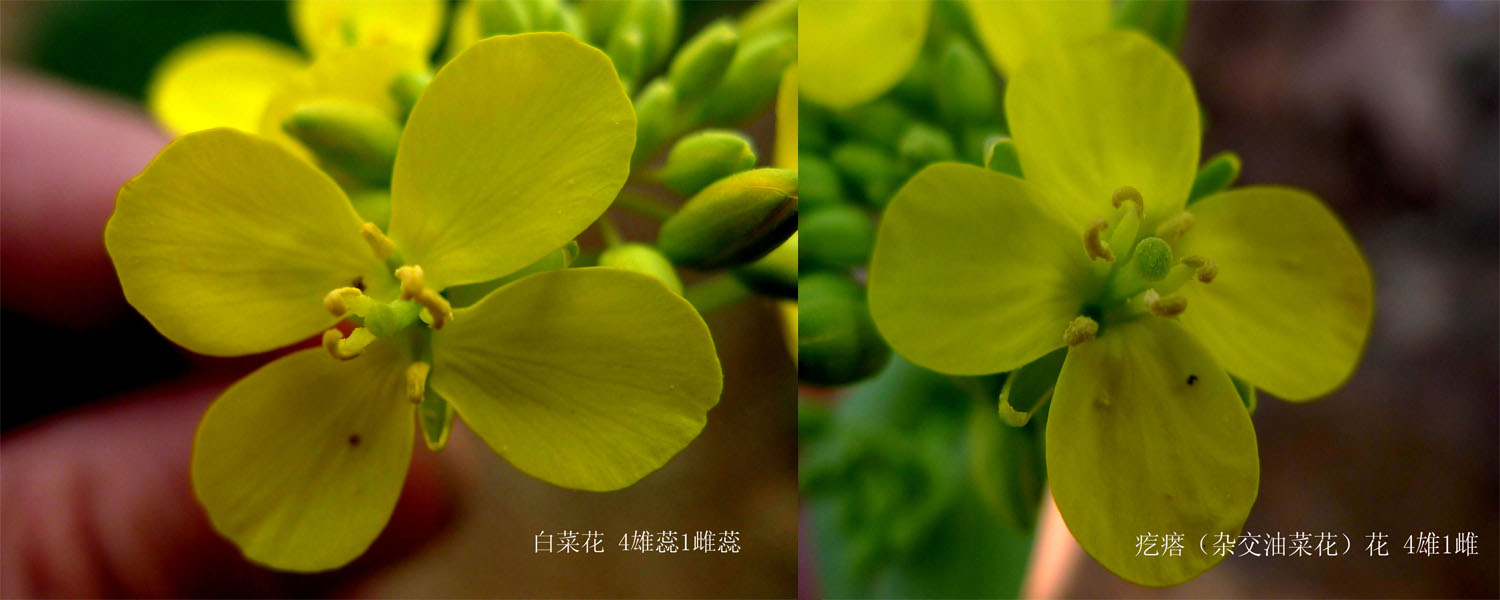 白菜花与油菜花(北方叫疙瘩)很难区别
