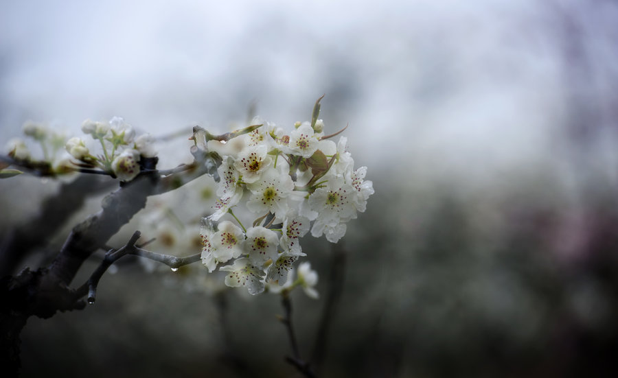 清明时节 梨花带雨 (共p)