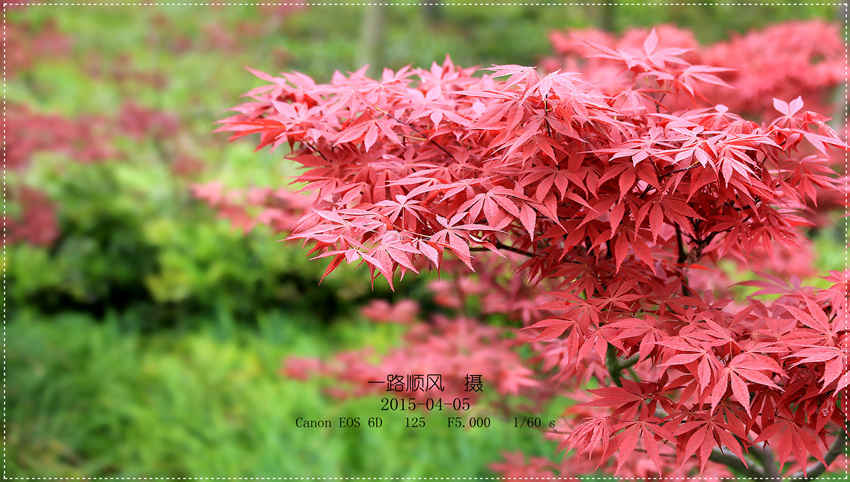 【多彩的春天植物-鸡爪槭摄影图片】生态摄影