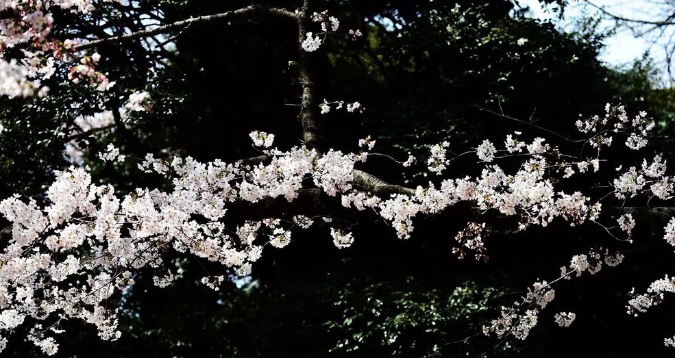 日本上野公园樱花