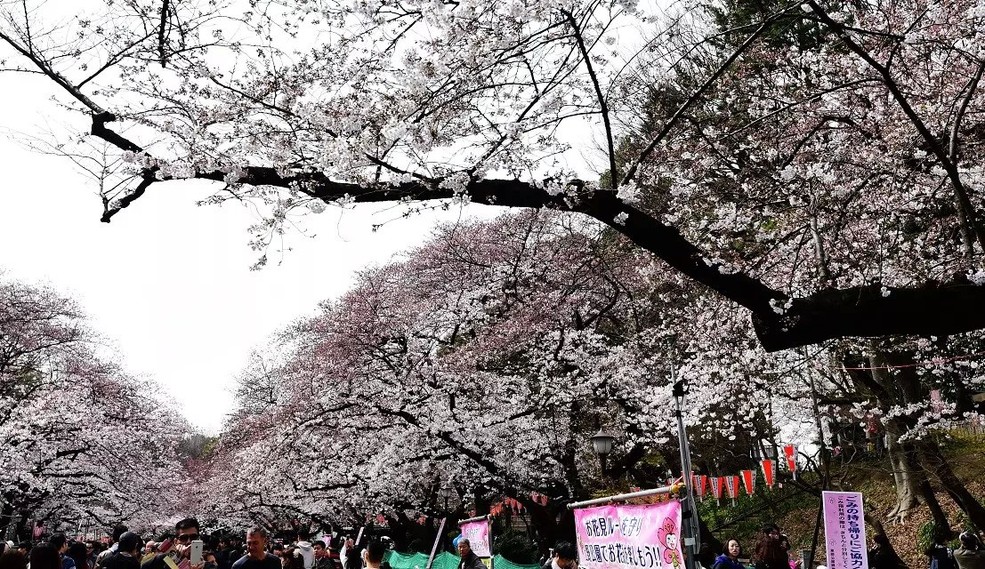 日本上野公园樱花_佛山摄友会论坛_太平洋电