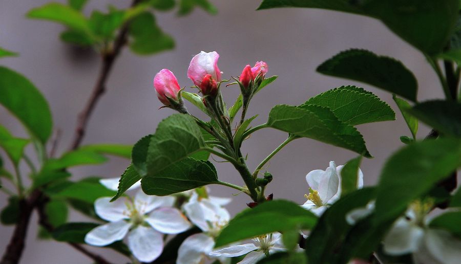 春天的花儿